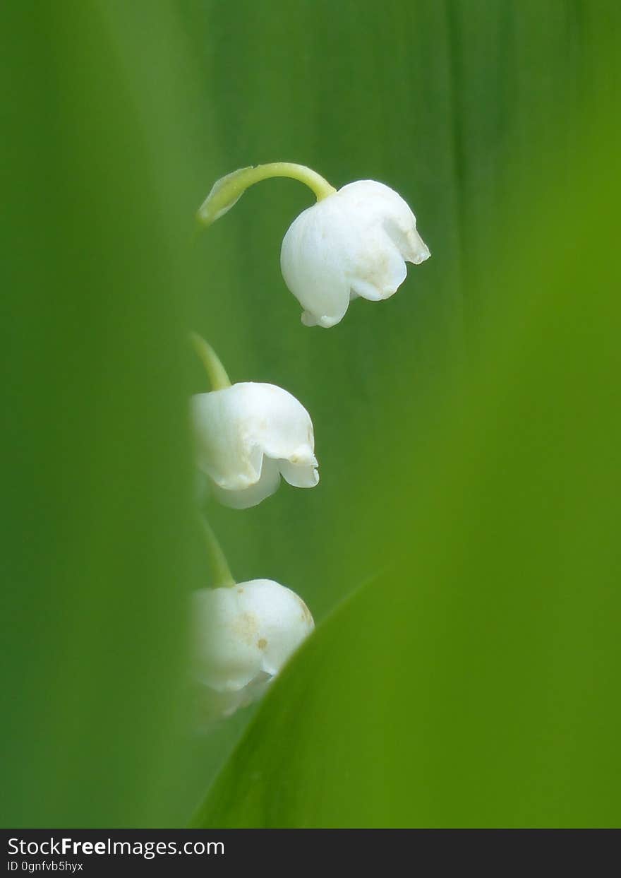 White, Flower, Flora, Plant