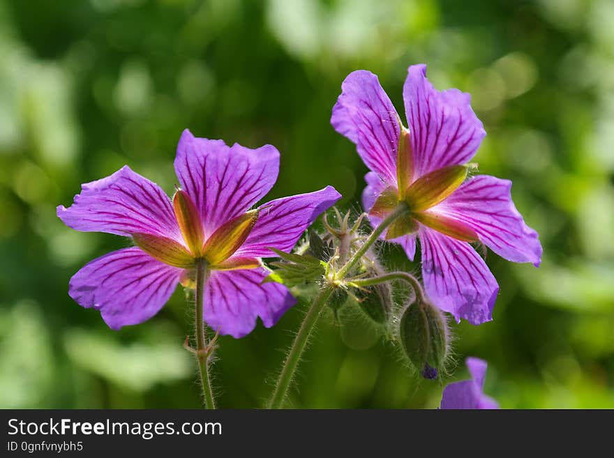 Flower, Plant, Flora, Purple