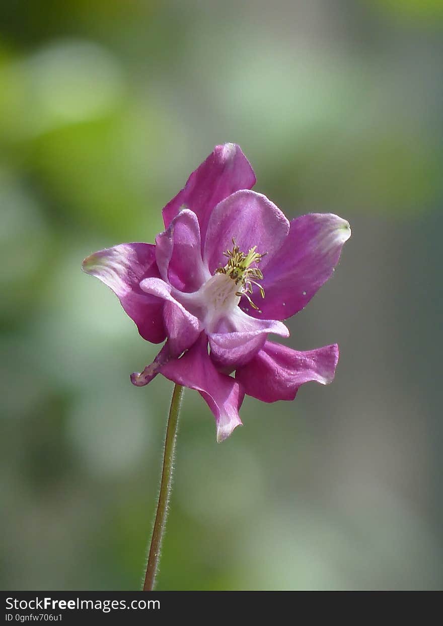 Flower, Flora, Plant, Wildflower