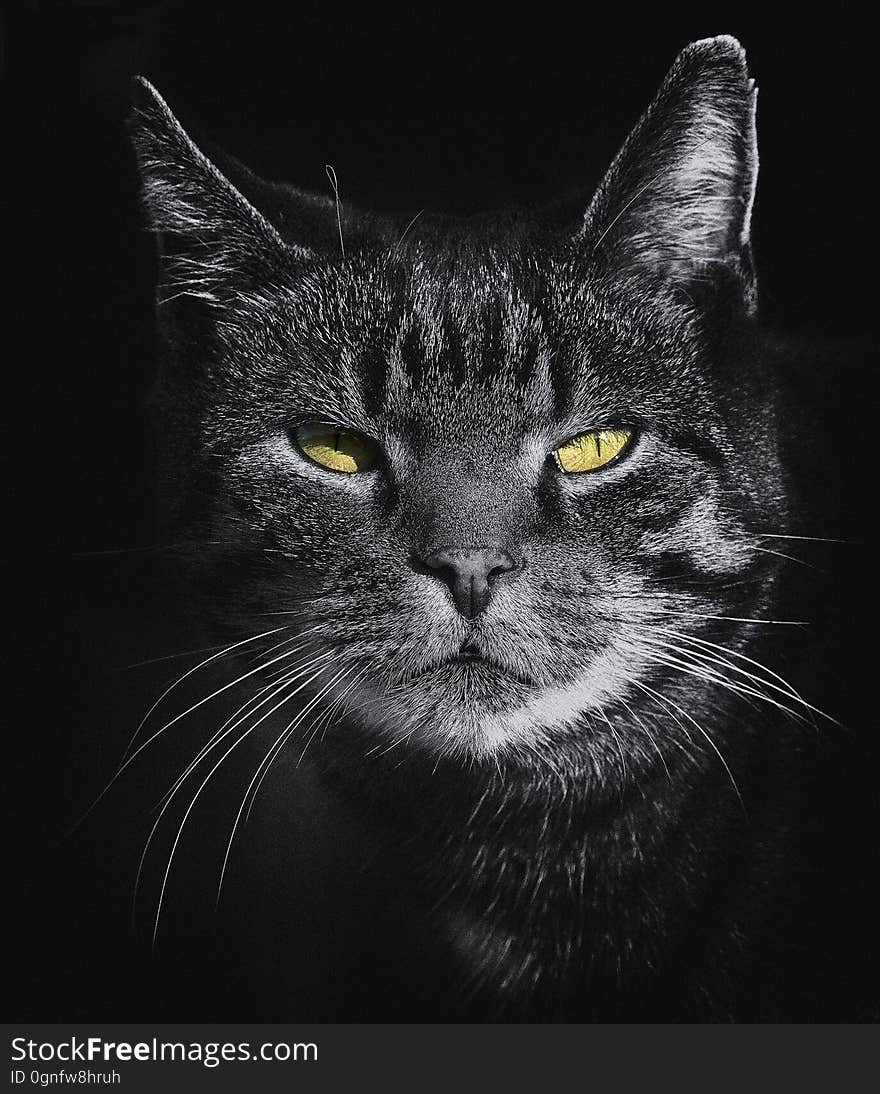 Closeup of a tabby cat. Closeup of a tabby cat.