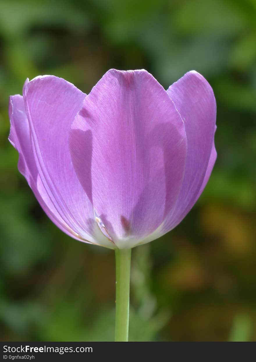 Flower, Tulip, Plant, Purple