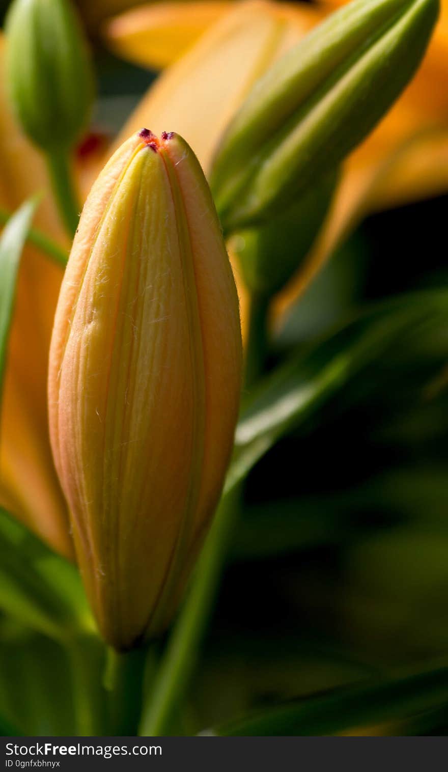 Bud, Flower, Flora, Plant