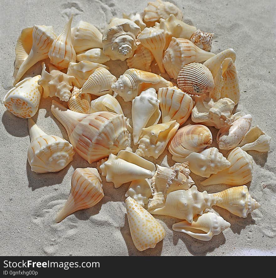 Conchology, Seashell, Conch, Material