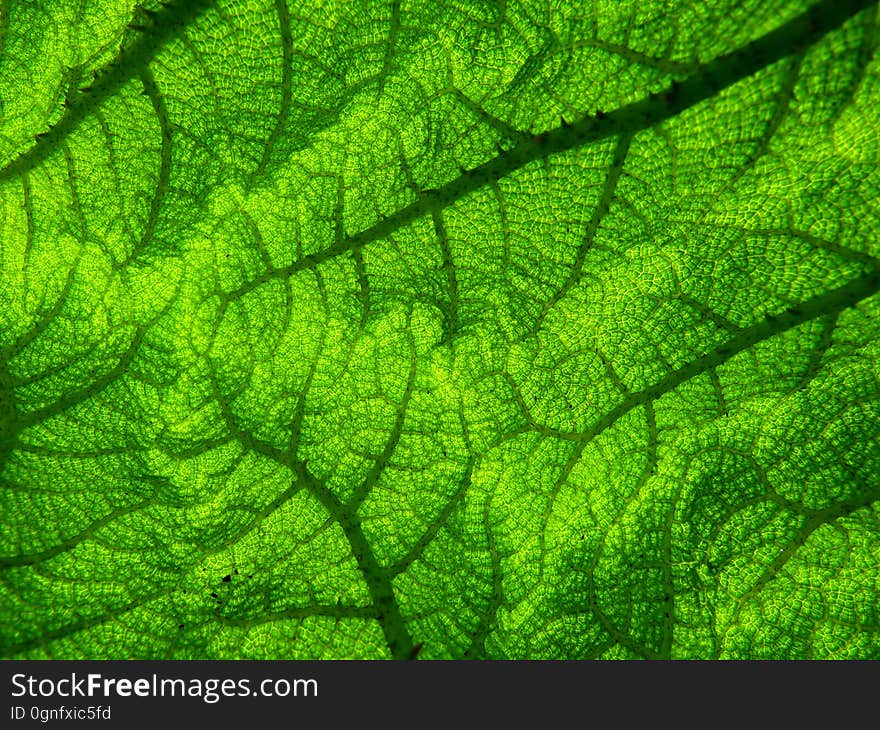 Green, Leaf, Vegetation, Grass