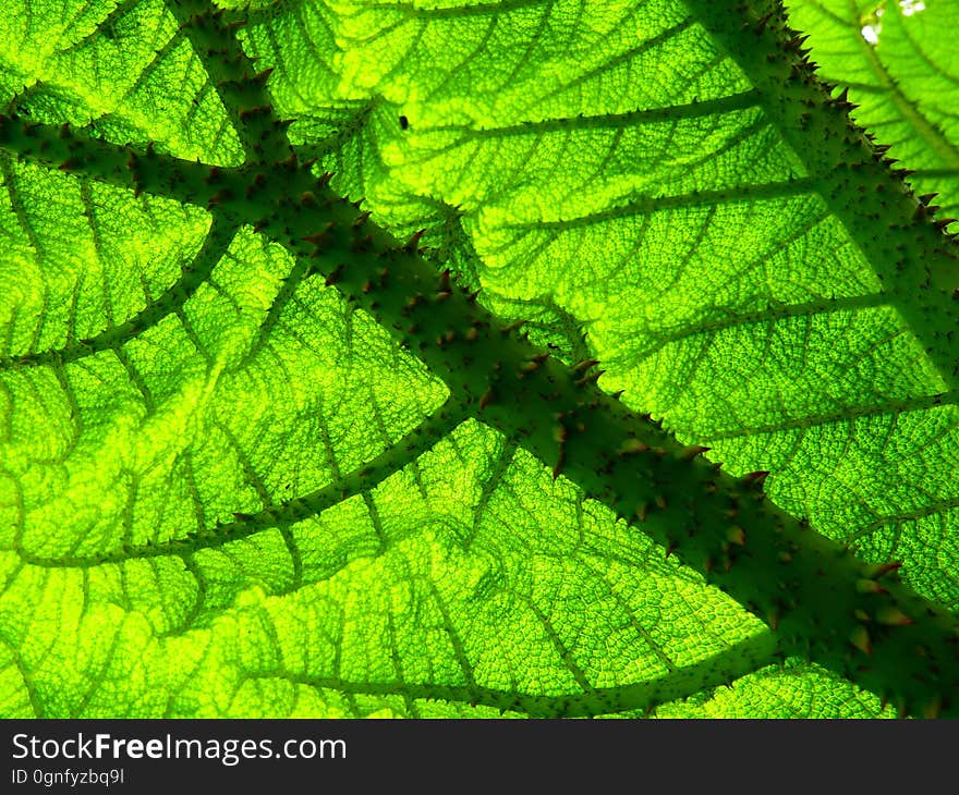 Leaf, Vegetation, Plant, Biome