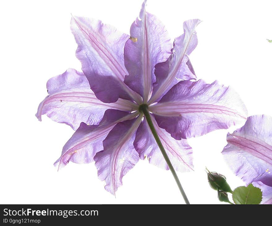 Flower, Violet, Purple, Lilac