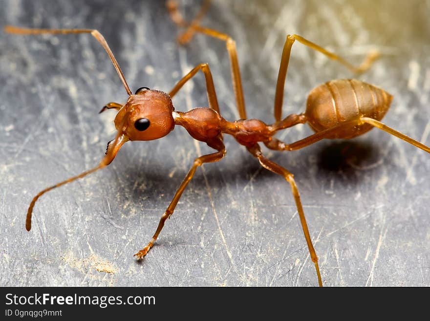 Close Up Macro Top View Ant On Black Floor.