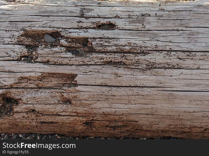 The photo of a dead tree in Washington Park is free for anyone to use for any project. The photo of a dead tree in Washington Park is free for anyone to use for any project.