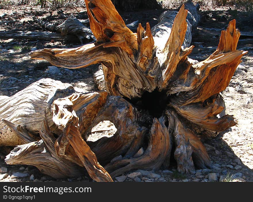 bristlecone pine roots