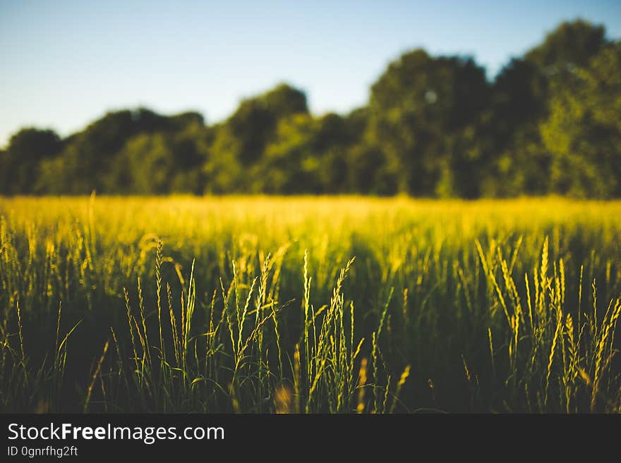 Green and Brown Grass