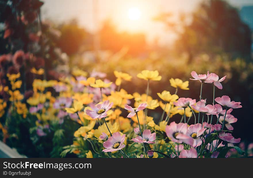 A meadow with cosmos flowers. A meadow with cosmos flowers.