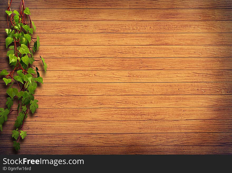 Green vine on wooden background.