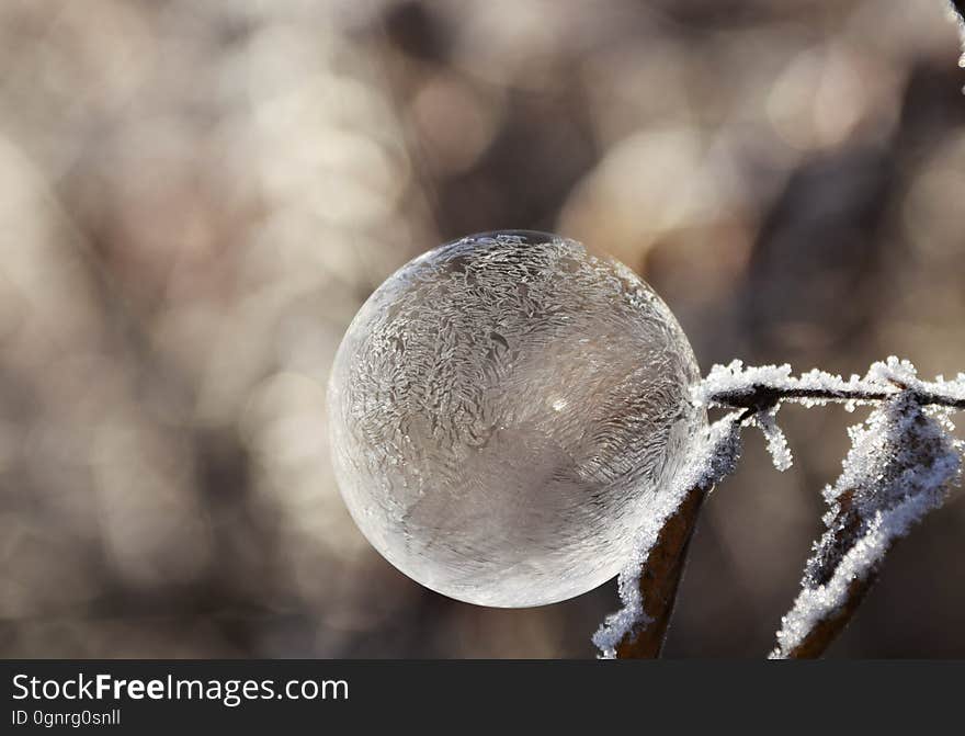 A frozen soap bubble on a tree in the winter.