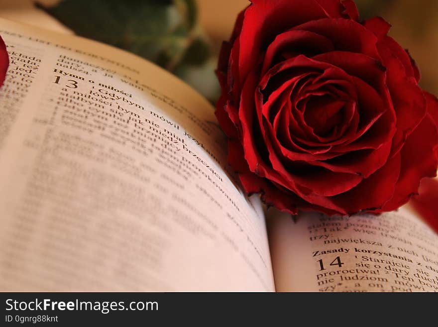 Red rose on open book pages.