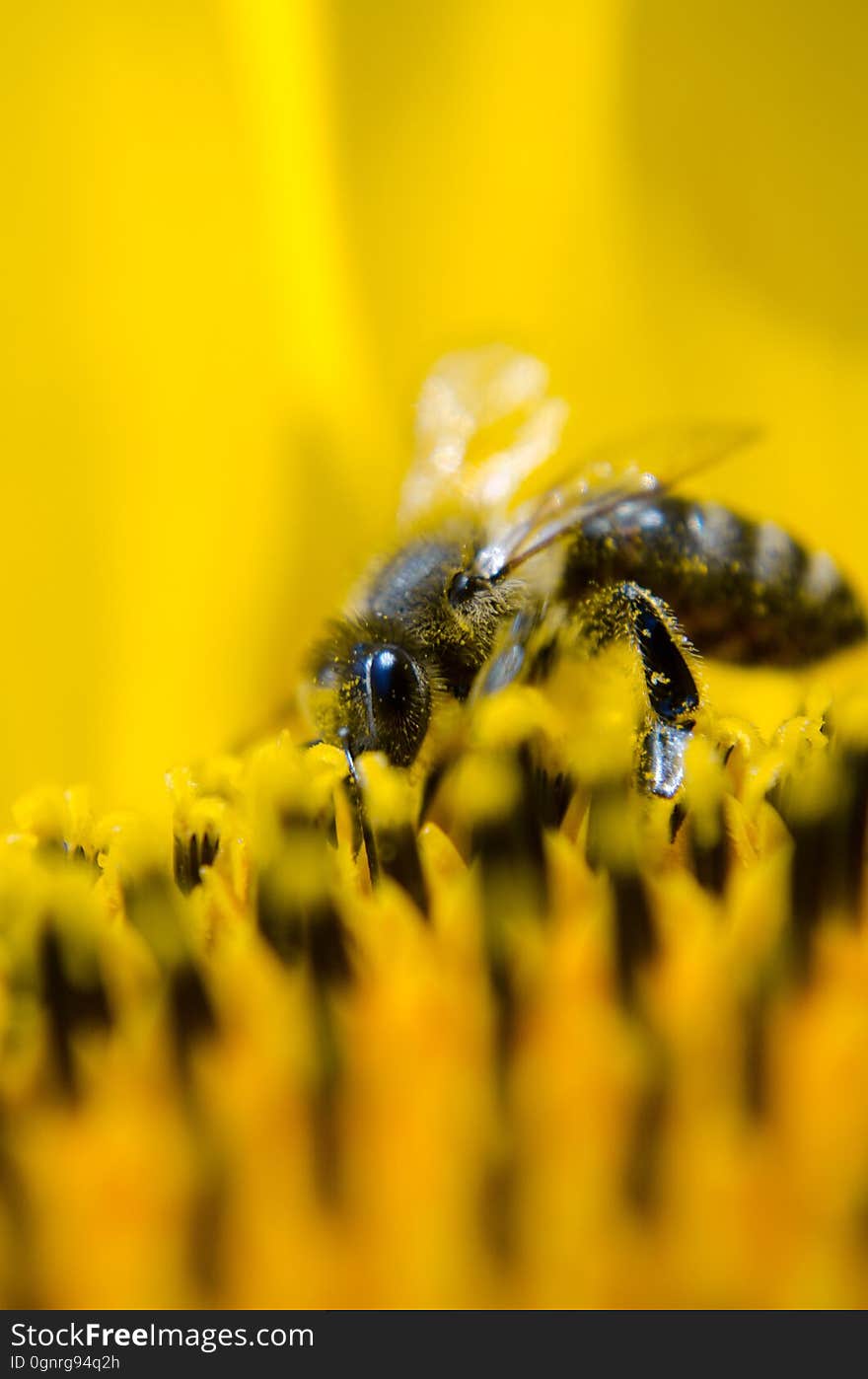 Gray and Black Bee on Yellow Flower