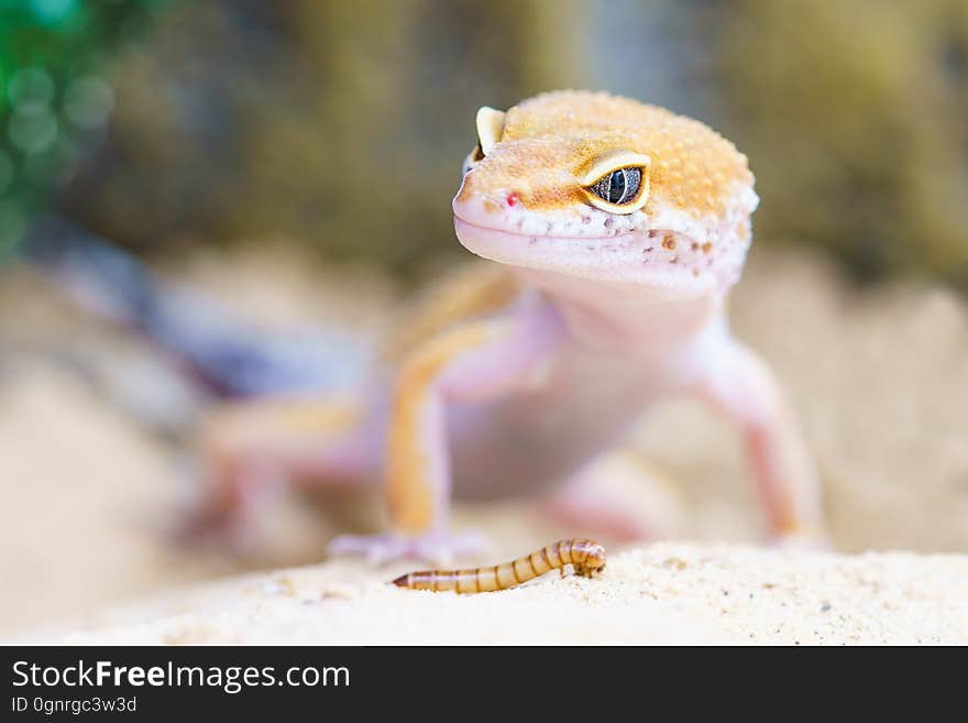 Close up of brown lizard looking at caterpillar on ground on sunny day. Close up of brown lizard looking at caterpillar on ground on sunny day.