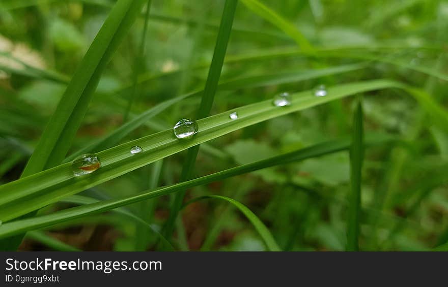 Close up of blades of green grass with dew drops. Close up of blades of green grass with dew drops.