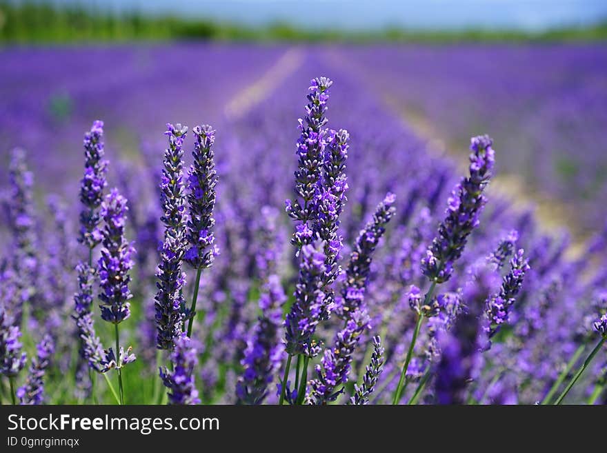 Purple Petal Flowers Focus Photograph