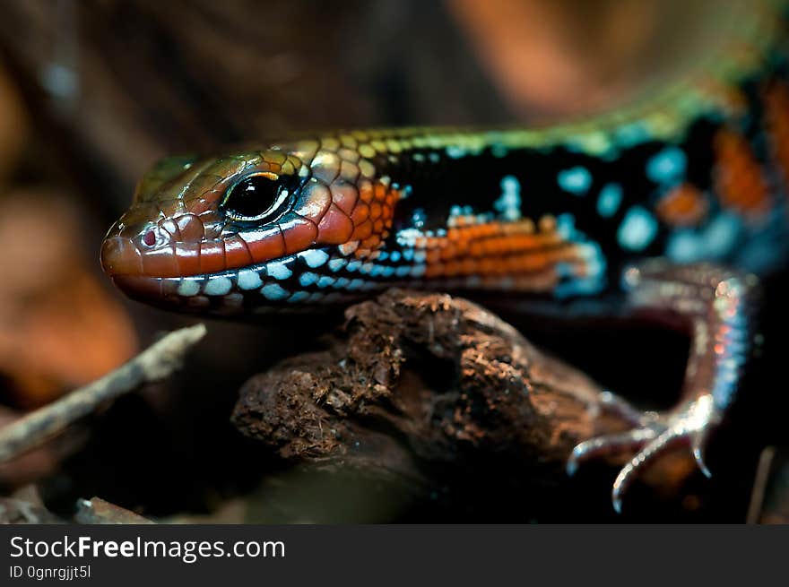 Orange Black Green Lizard