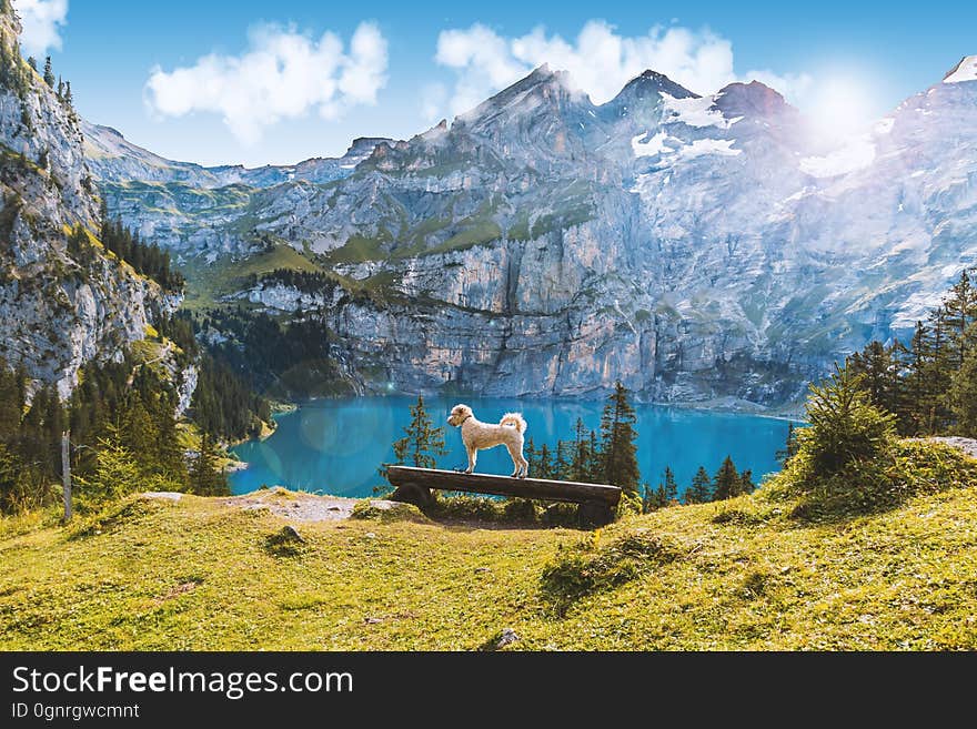 Dog standing on bench overlooking alpine lake in Ireland. Dog standing on bench overlooking alpine lake in Ireland.