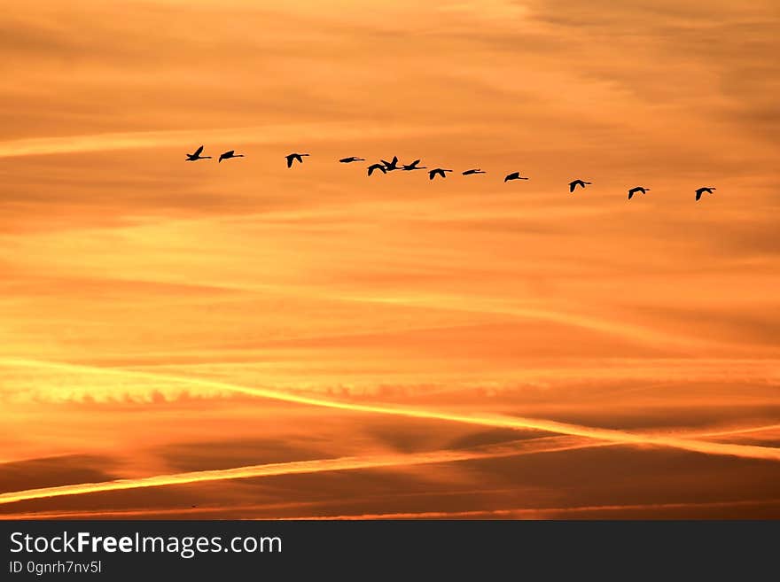 Flock of birds flying in formation over countryside at sunset. Flock of birds flying in formation over countryside at sunset.