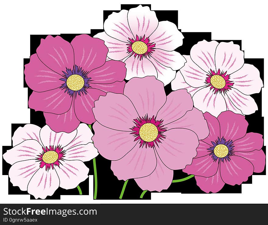 Flower, Flowering Plant, Garden Cosmos, Petal