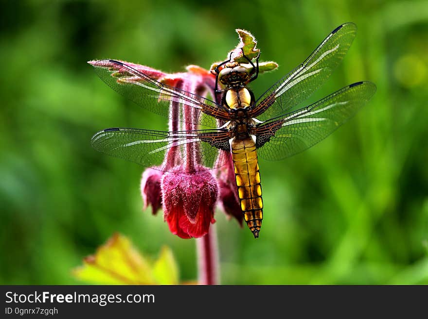 Insect, Dragonfly, Dragonflies And Damseflies, Macro Photography