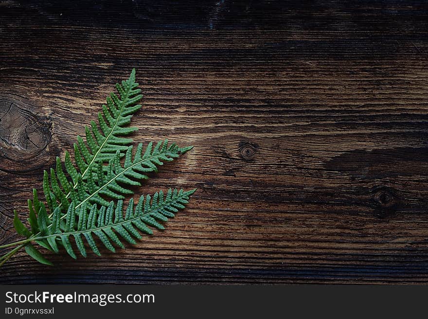 Green, Leaf, Wood, Texture