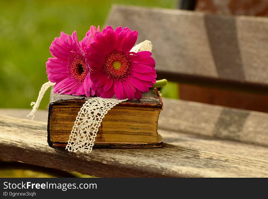 Flower, Pink, Flowering Plant, Flora