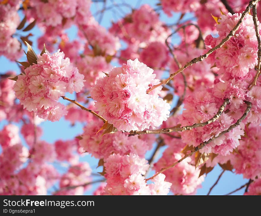 Blossom, Pink, Cherry Blossom, Spring