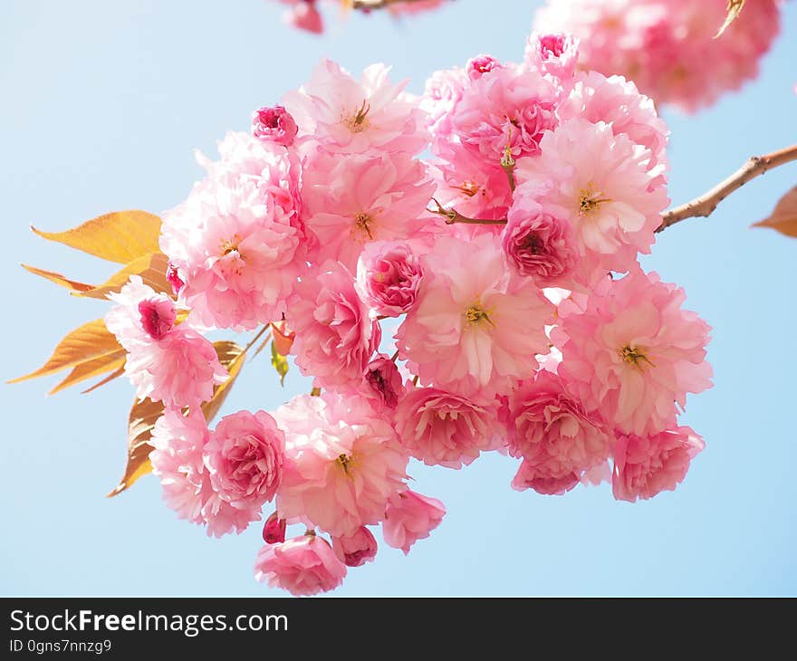 Blossom, Flower, Pink, Cherry Blossom