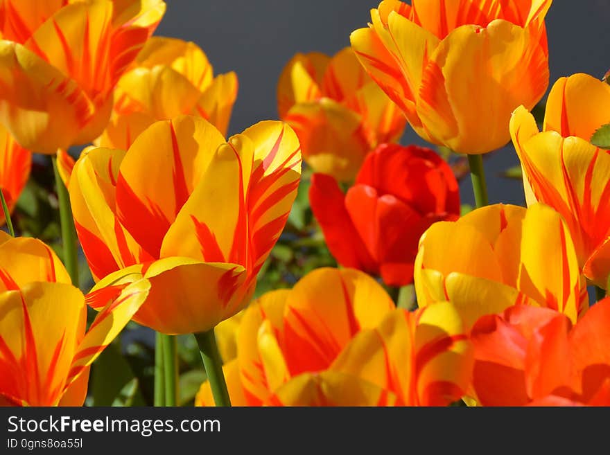 Flower, Flowering Plant, Yellow, Plant