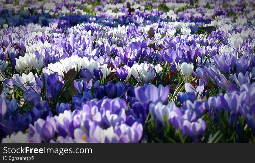 Flower, Plant, Crocus, Flowering Plant