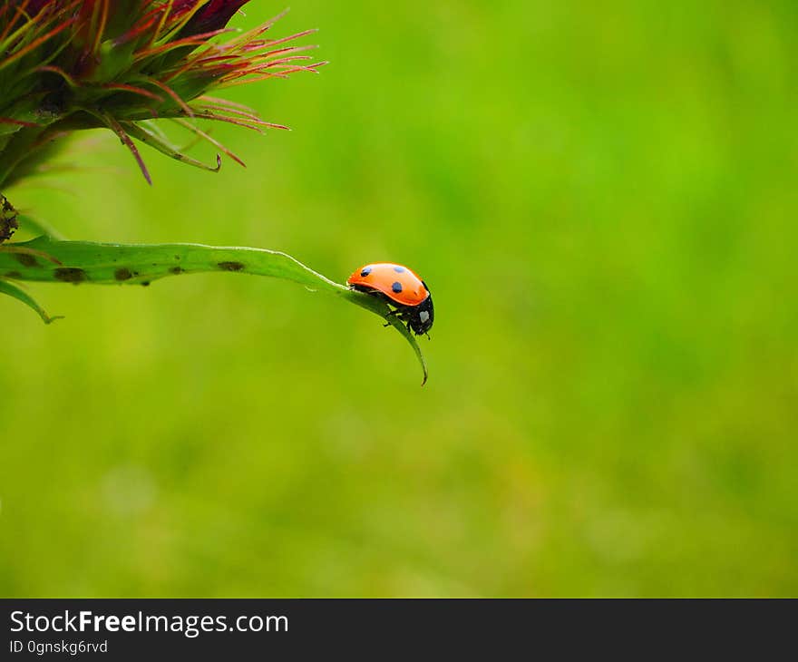 Ecosystem, Insect, Grass, Bird