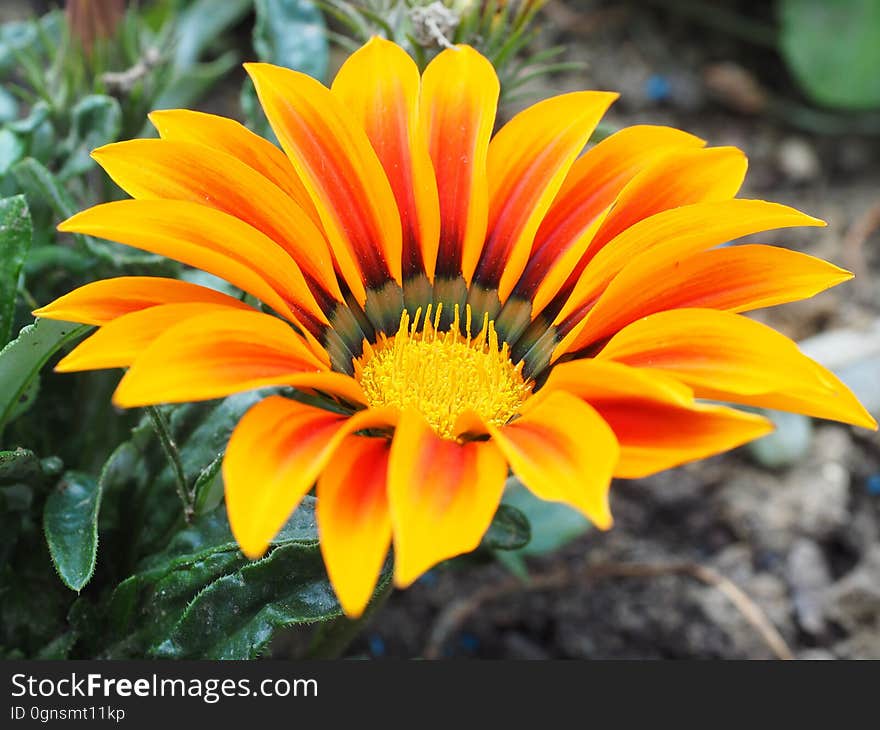 Flower, Flora, Yellow, Wildflower