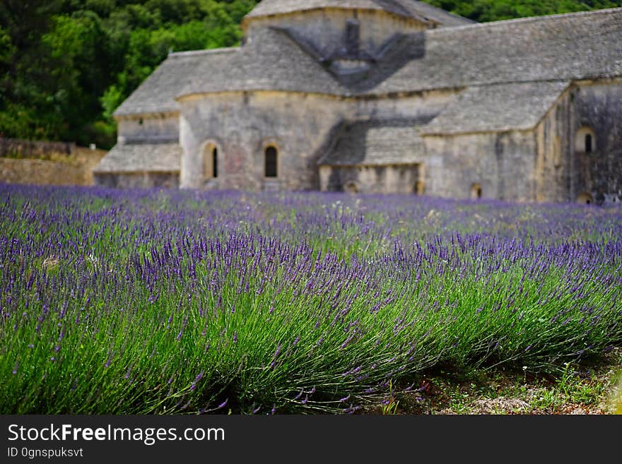 Flower, English Lavender, Plant, Lavender