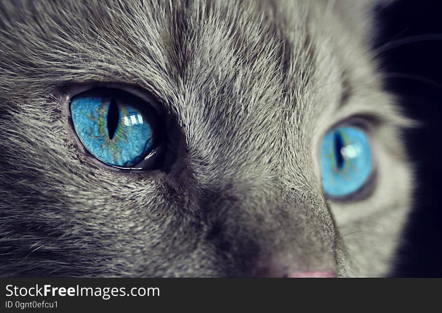 Cat, Blue, Whiskers, Face