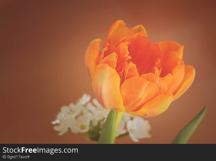 Flower, Yellow, Flowering Plant, Orange