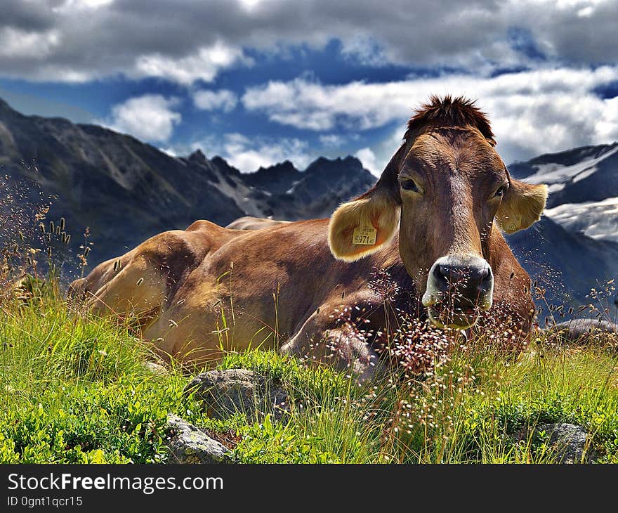 Cattle Like Mammal, Mountainous Landforms, Highland, Mountain