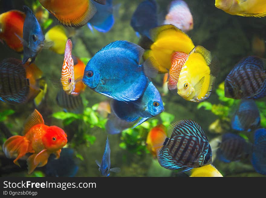 Symphysodon discus in an aquarium on a green background