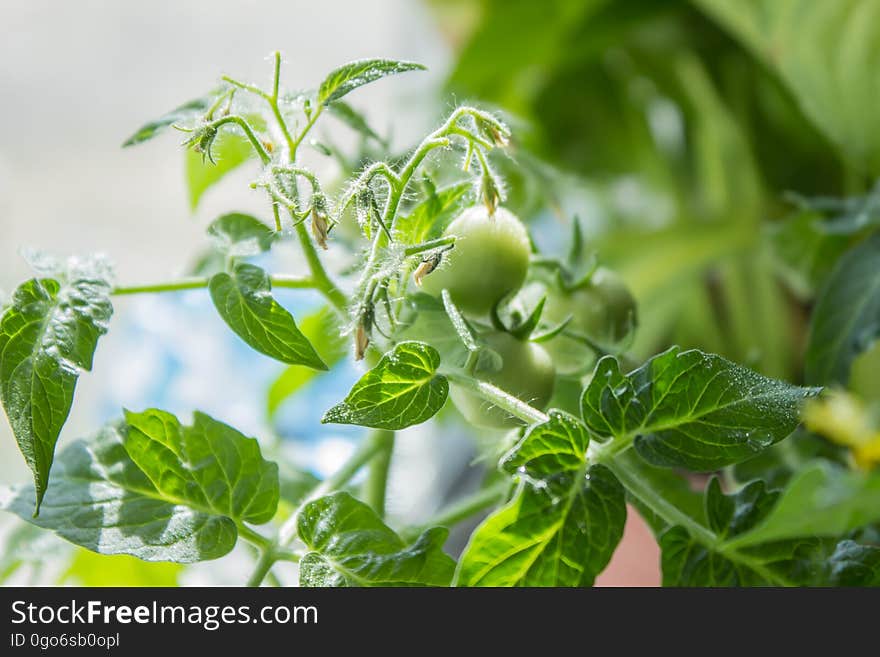 Tomatoes Growing.