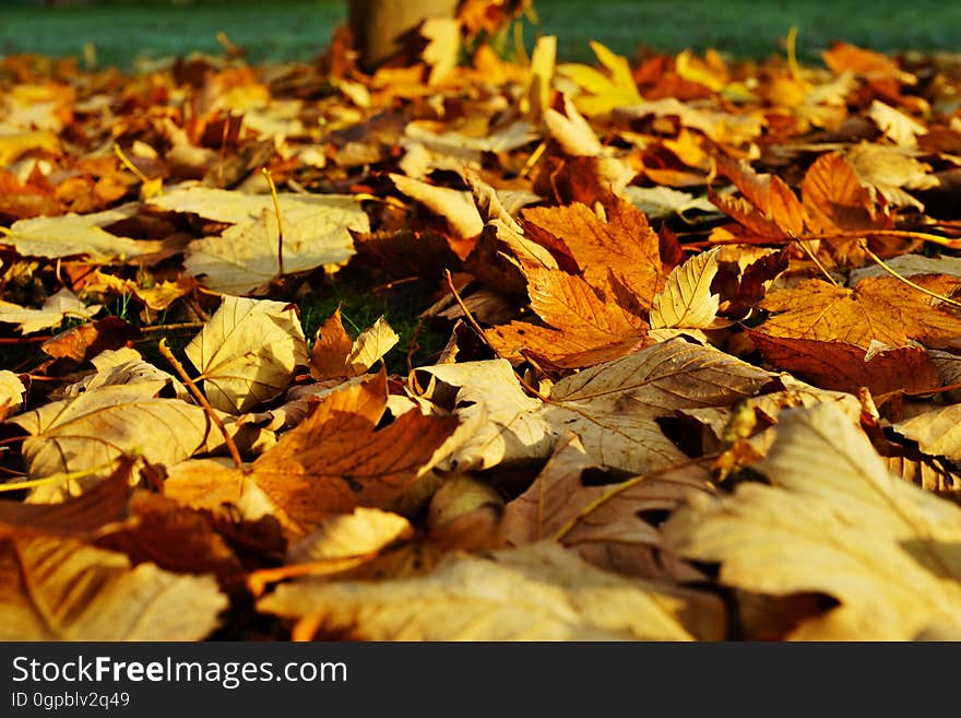 Close up of dry autumn leaves on green grass on sunny day. Close up of dry autumn leaves on green grass on sunny day.