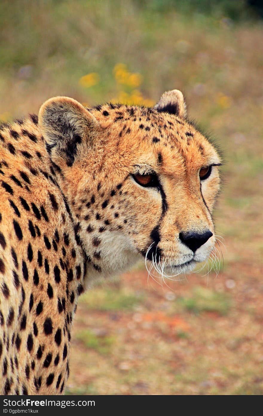 Cheetah Against Blurred Background