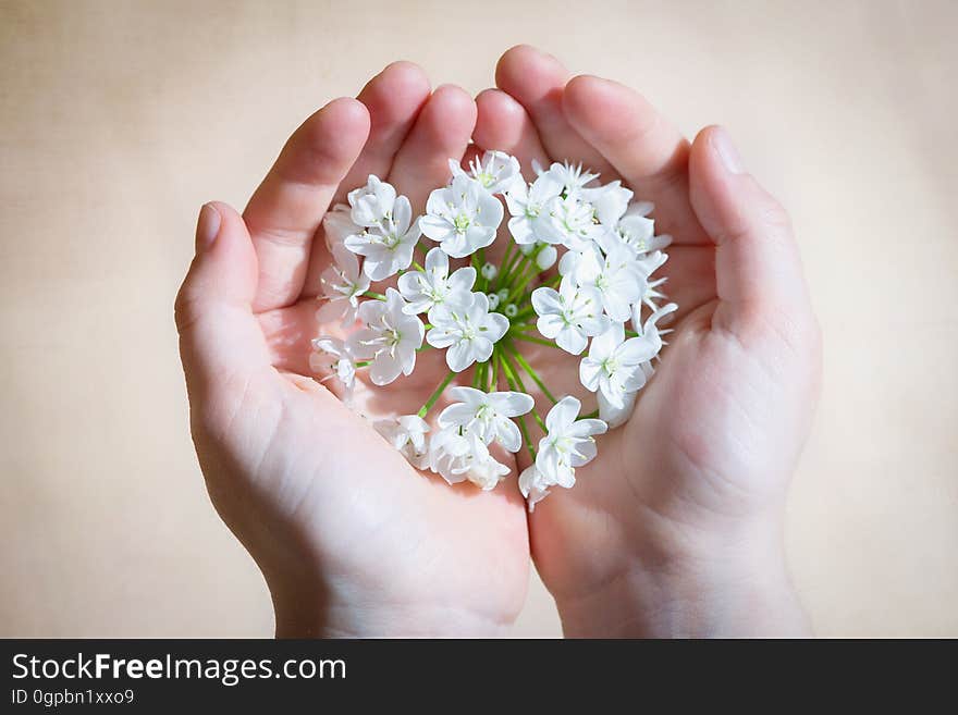 White Flower on Human Hands