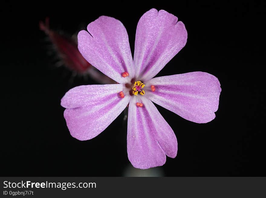 Purple 5 Petal Flower