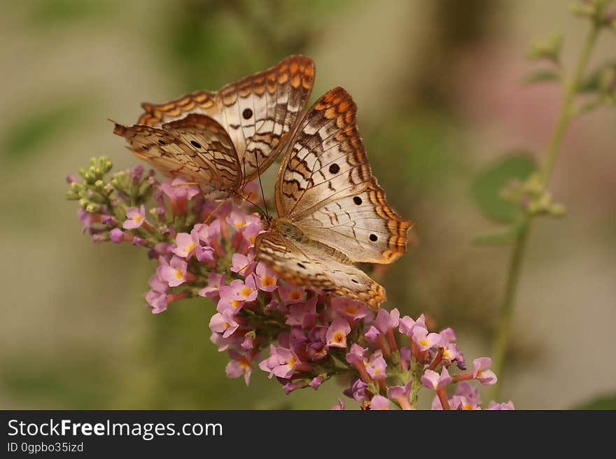 2 Brown and White Butterflies on Pink Flowers