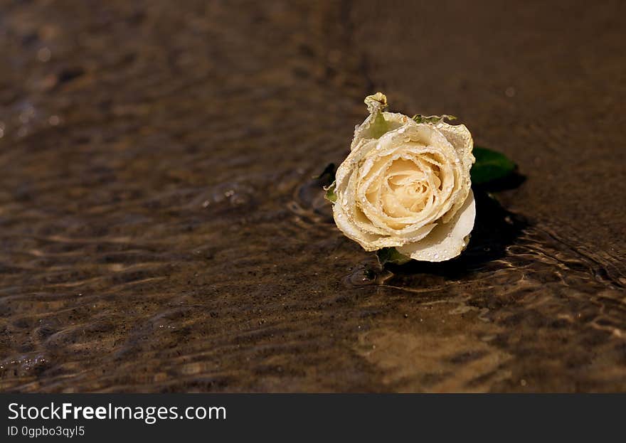 A white rose washed up on a beach. A white rose washed up on a beach.