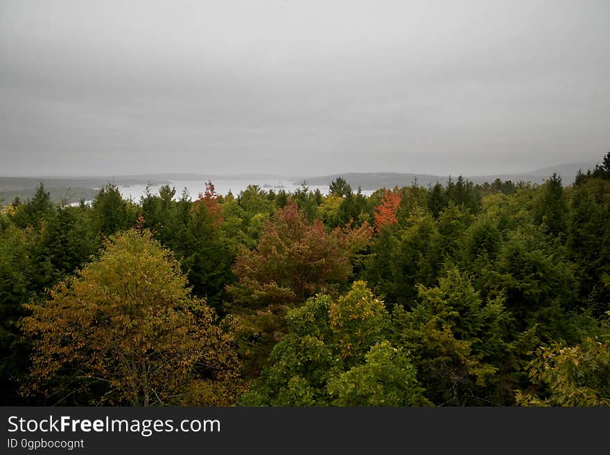 Green Trees Under Cloudy Sky