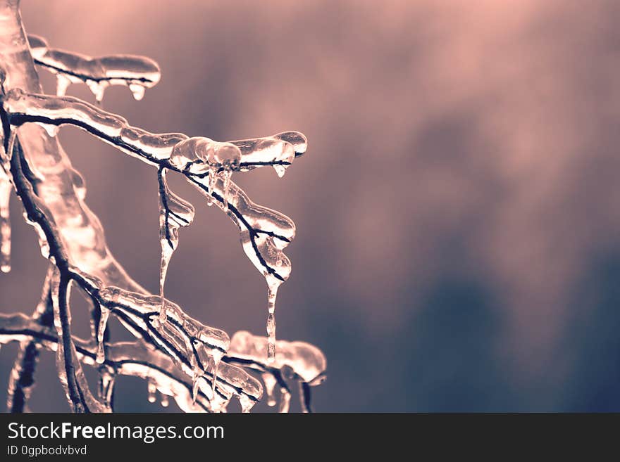 Closeup of icicles on a branch.