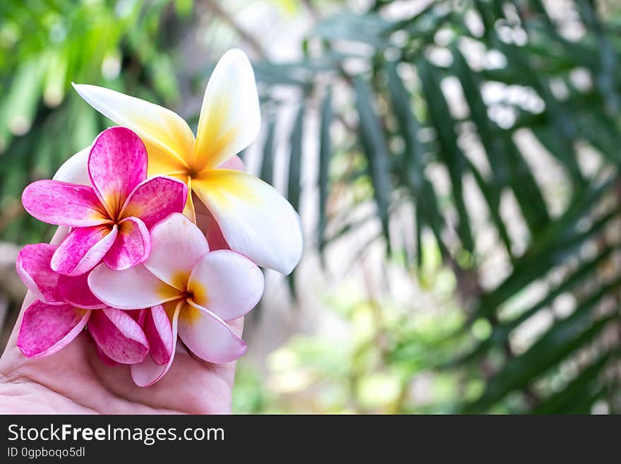 A close up of a hand holding pink and yellow plumeria flowers, Bali.